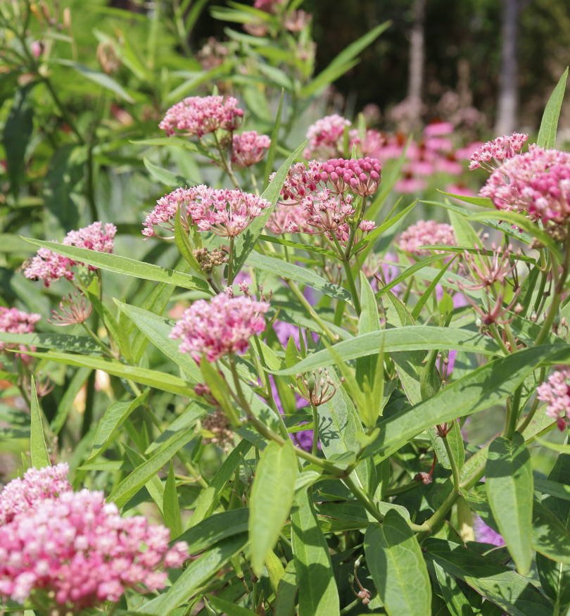 Pink clustered milkweed flowers with bee feeding on nectar