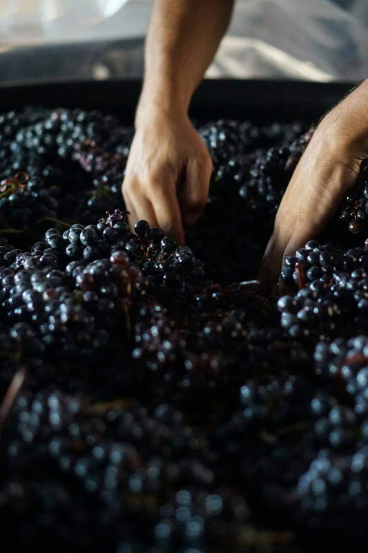 raisin dans une cuve et mains