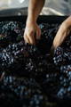 raisin dans une cuve et mains