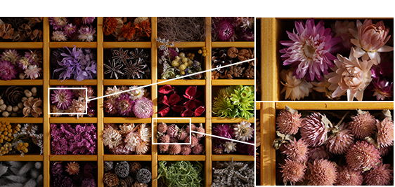 お花写真