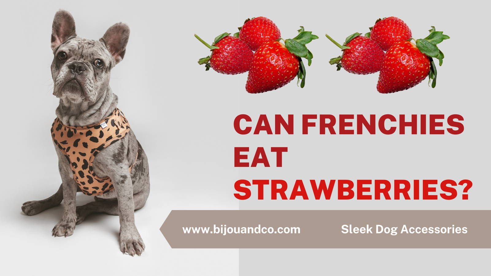 can french bulldogs eat strawberries