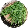 Horsetail containing Silica, found in our best vitamins for hair growth supplement