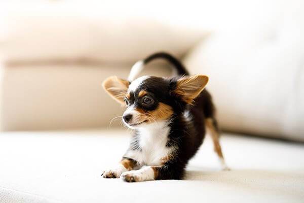 seizures in chihuahuas