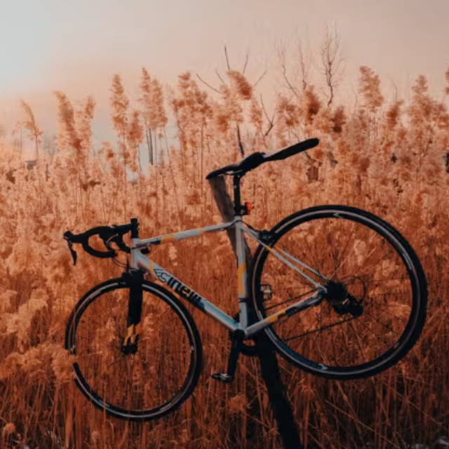 a Cinelli road bike in a wheat field