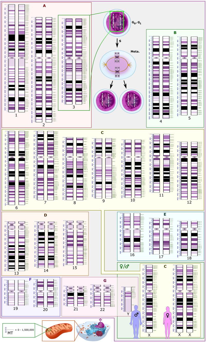 human dna chart thing