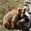 Brown bear resting on fallen tree