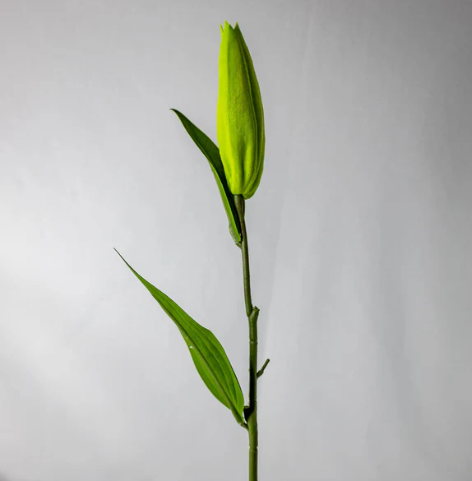 Green Lily Buds - Realistic Artificial Flowers and Greenery - Image 3