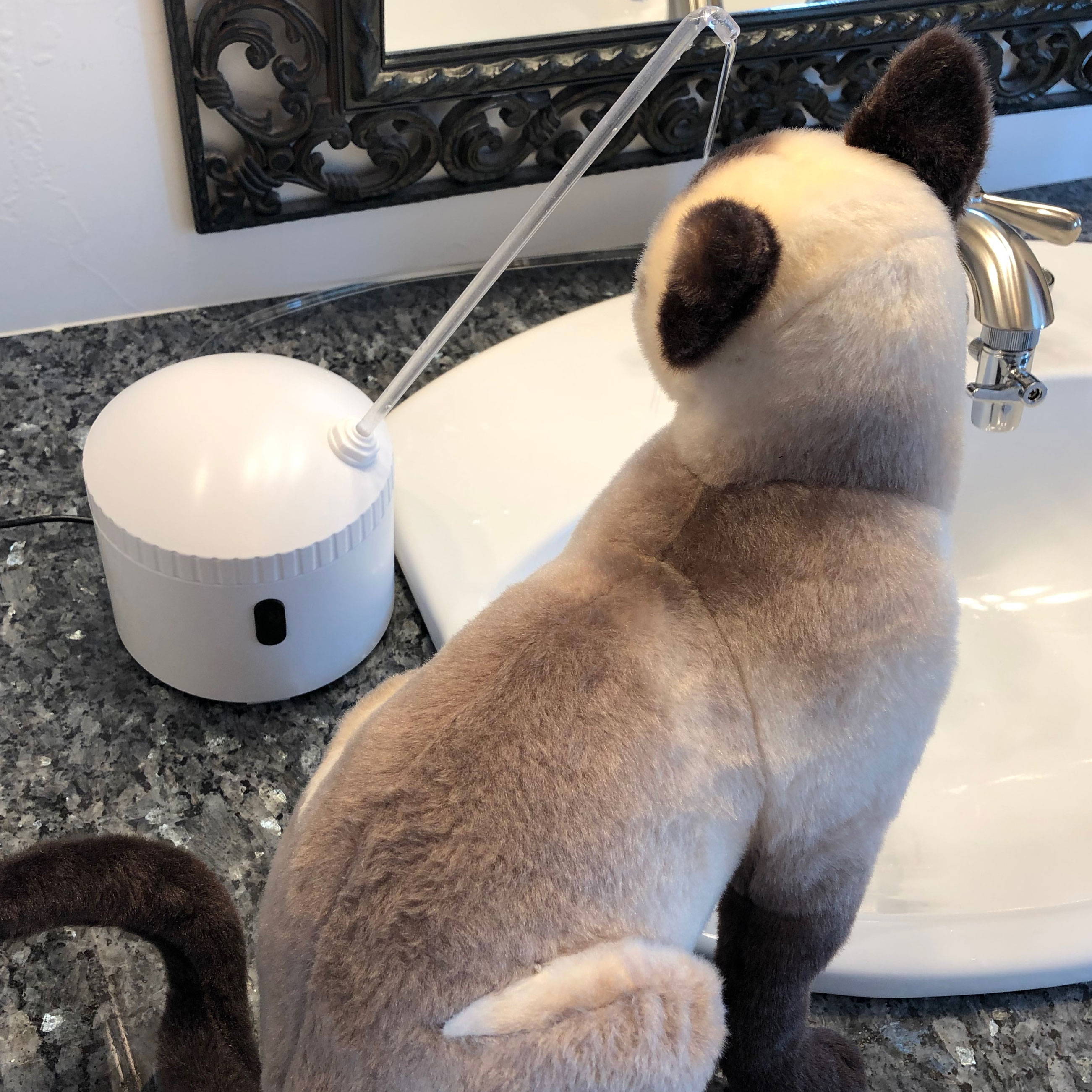 Cat in front of AquaPurr sensor triggering the flow.  Water drains into sink.