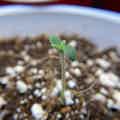 Close up photograph of a cannabis seedling with two cotyledons and two true leaves