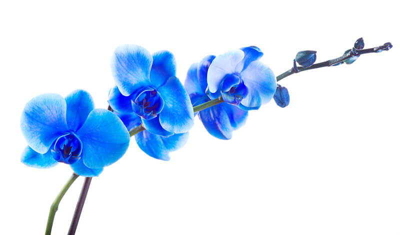 Are Blue Orchids Real? – rePotme