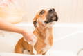 Pitbull dog being bathed and washed in the bathtub to prevent pitbull skin issues