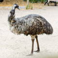 adult-female-emu-gypsy-shoals-farm
