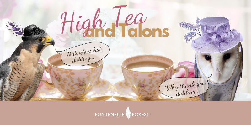 High Tea and Talons promotional image