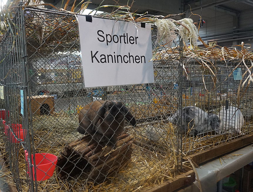  Ulm
- Sportler Kaninchen Haustiermesse Ulm2018