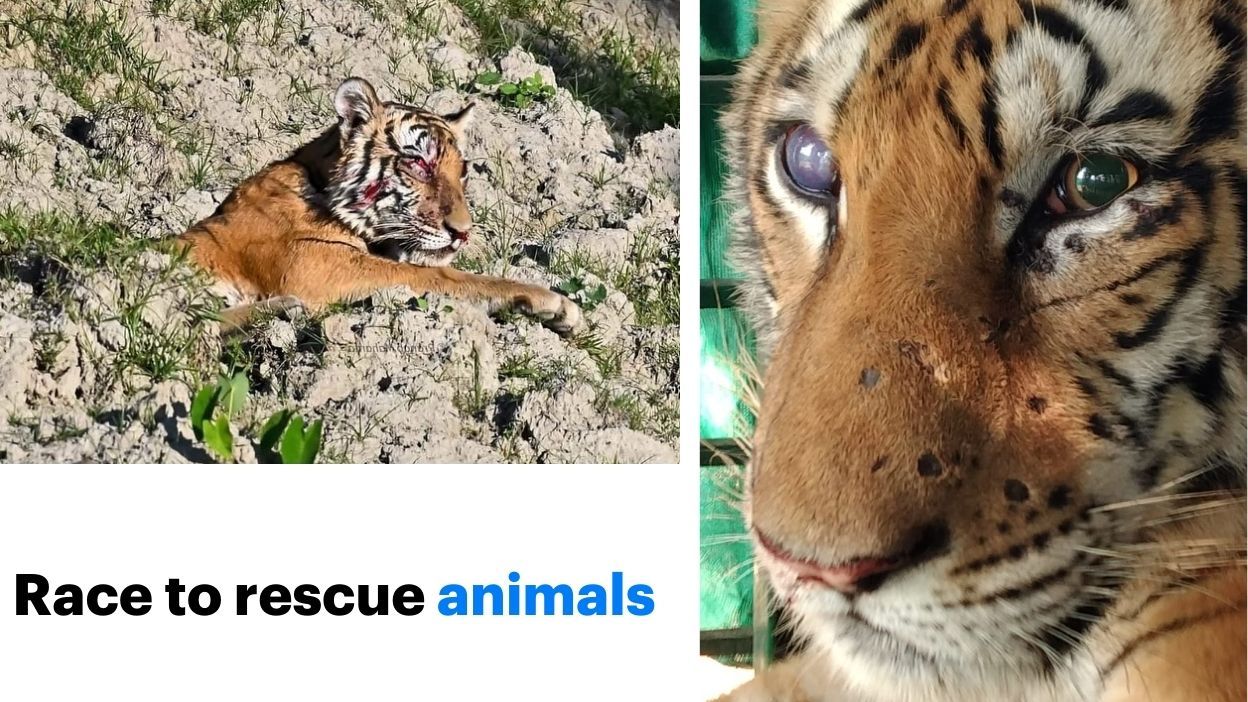 Double your impact for injured animals. Make a difference this ...