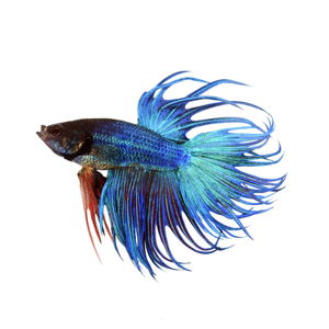 John Kacinsky Avatar