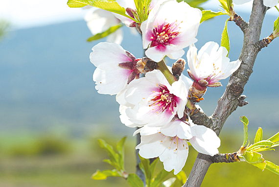  Balearic Islands
- Almond blossoms