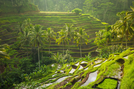Beautiful rice terraces in the morning light near Tegallalang village, Ubud, Bali, Indonesia..jpg