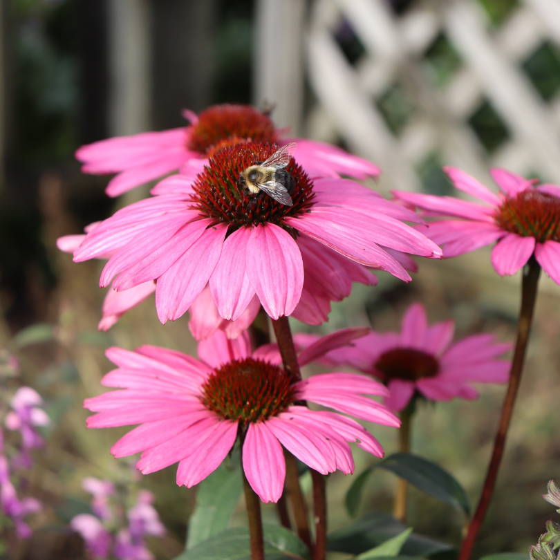 Pink coneflowers with dark centers, one with a bee on it