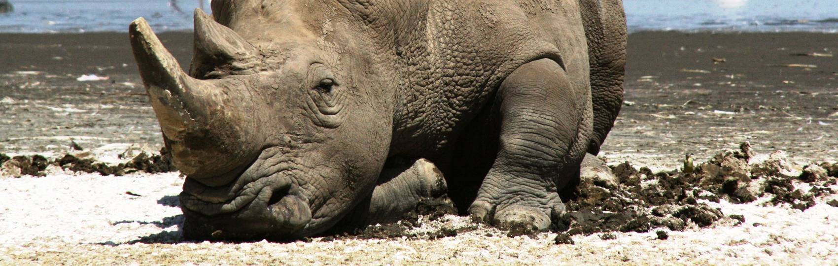 NAIROBI to VICTORIA FALLS (54 days) Apes & Lakes