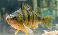 Yellow Perch