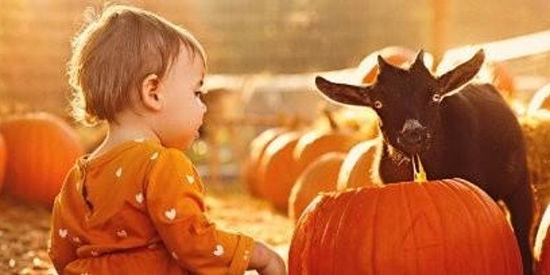 Pumpkin Carving with Goats! Family Farm tour too!!! promotional image
