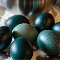 emu-egg-color-variations