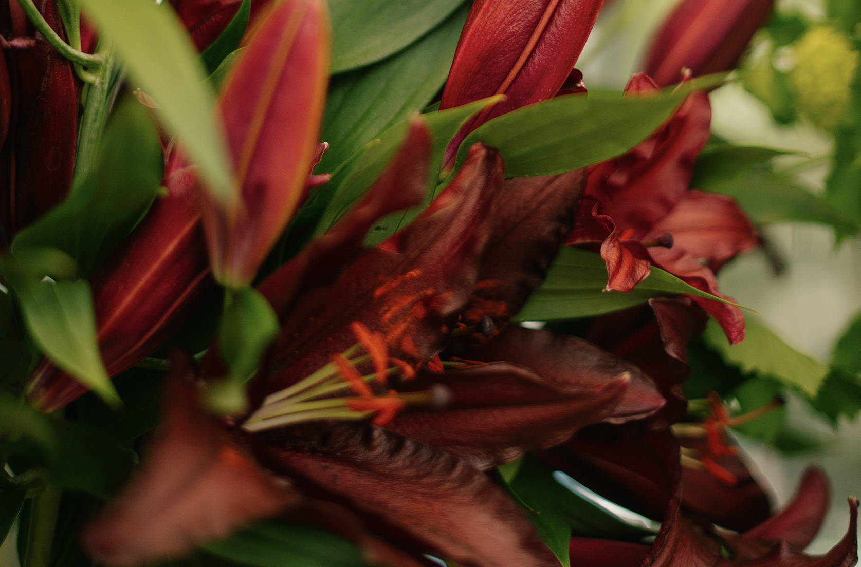Close up of a Single Stem Bouquet of Red Lilies