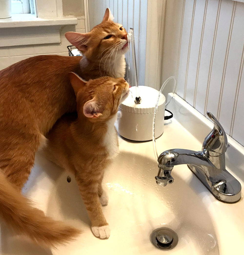 Two cats drinking together from AquaPurr, one in the sink.