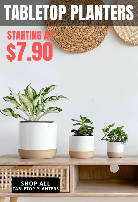 Hycroft Home Decor - Tabletop Planters