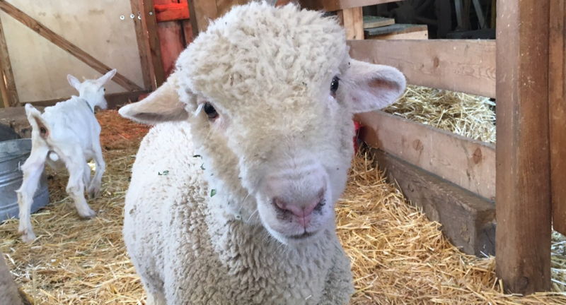 Baby Animal Days at Centennial Village Museum