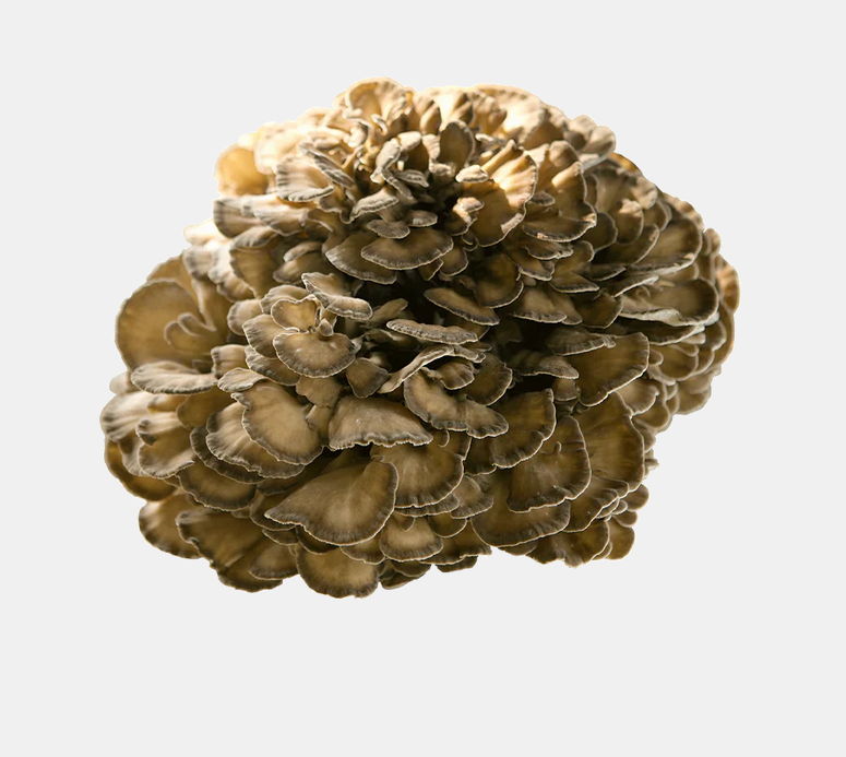 Concentrated Organic Maitake Mushroom Powder - Image 5