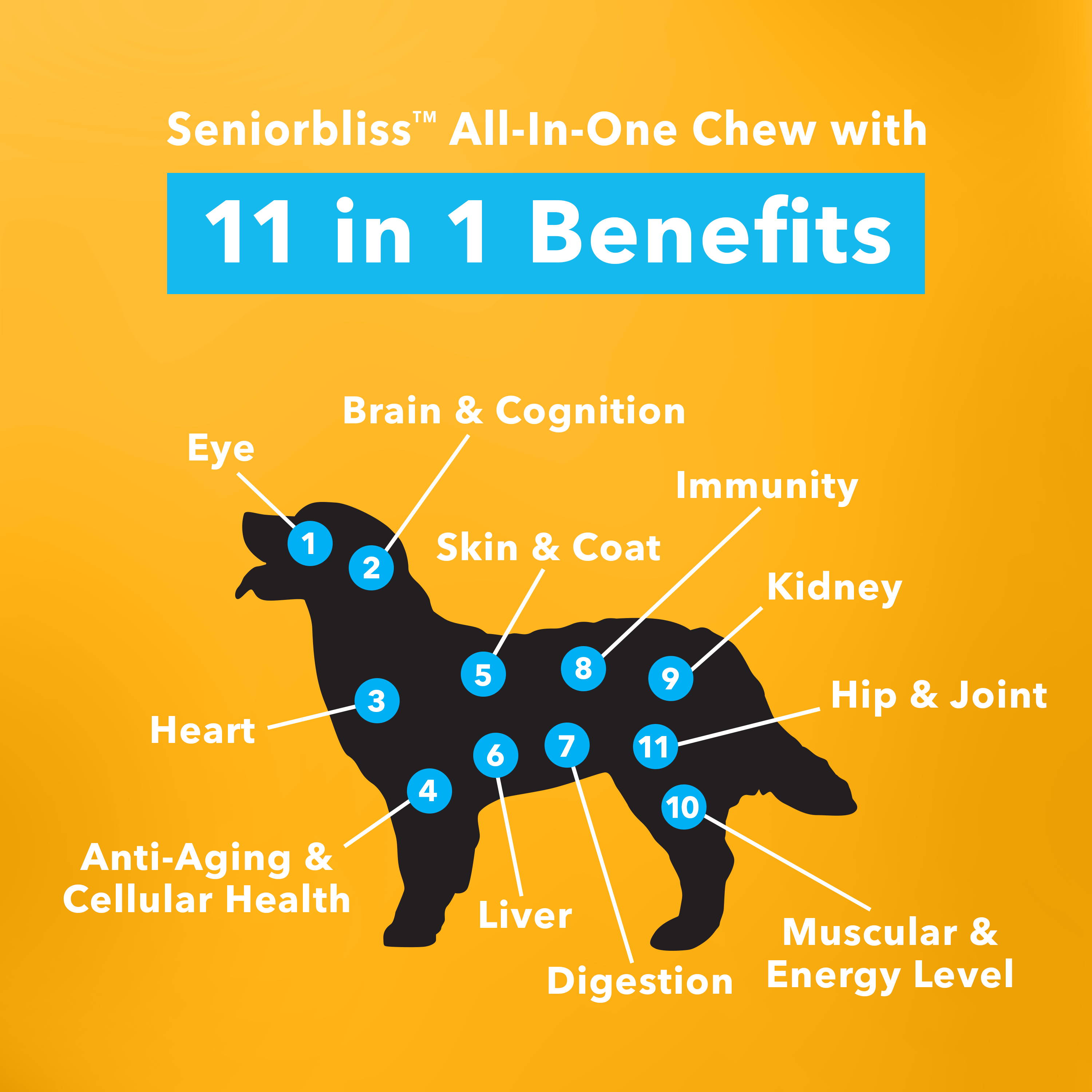 Seniorbliss All-in-one chew with 11 benefits image with dog silhouette pointing to 9 key functions that supports aging: Eye, Brain & Cognition, Immunity, Hip & Joint, Digestion, Heart, Energy & Muscular, and Anti-Aging & Cellular Health 