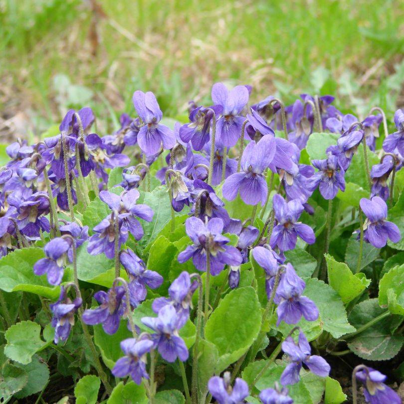 Mound of purple violet flowers in the spring