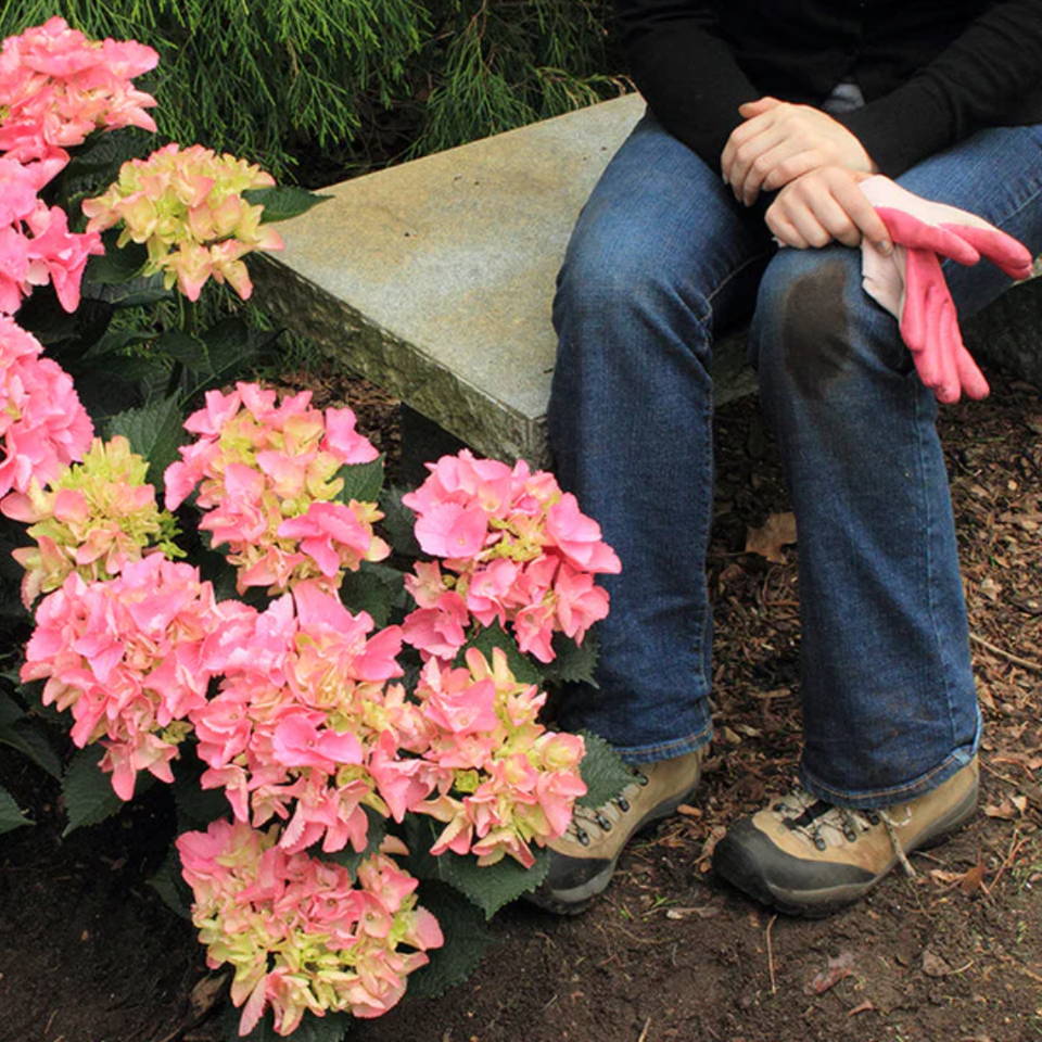 Gatsby Pink Hydrangea blossoms