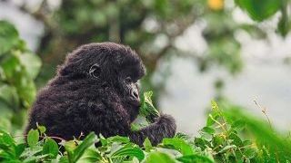 Rwanda Double Gorilla Trekking Tour