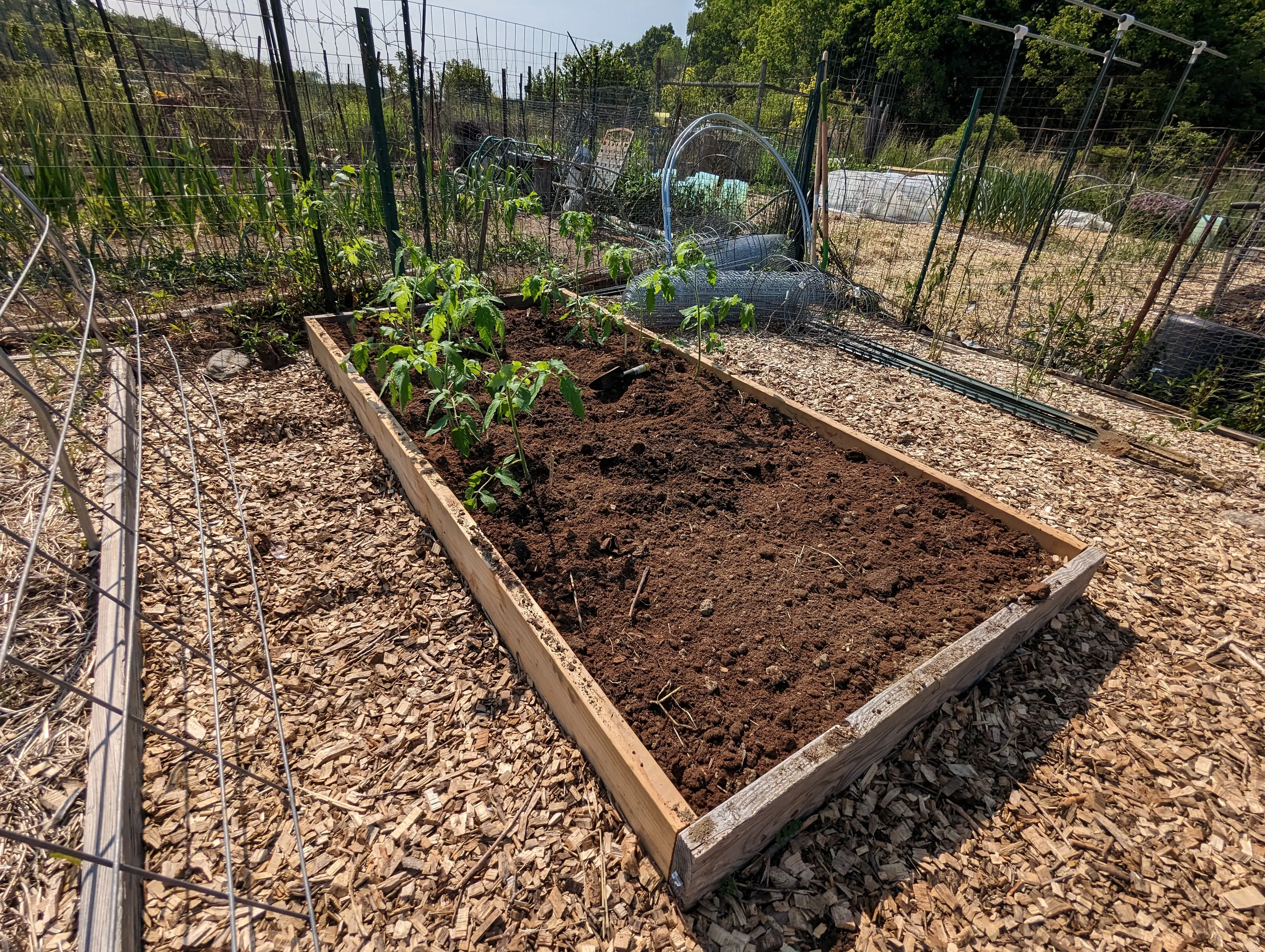 Raised bed filled with dirt and tomatoes