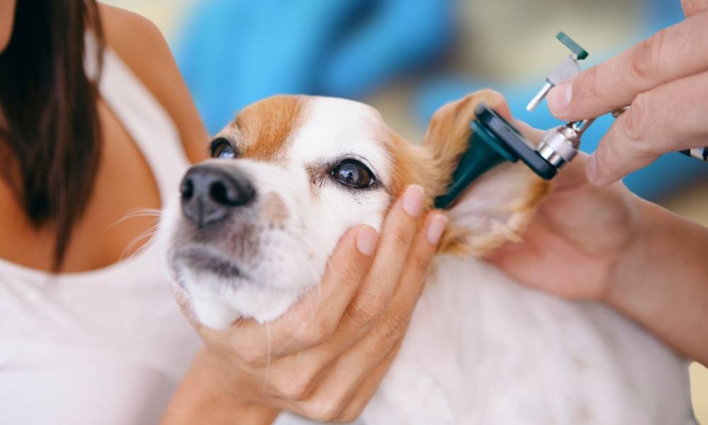 Dog at the vet getting ears examined with an otoscope for yeast infection diagnosis