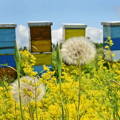 colorful-beehives-in-august