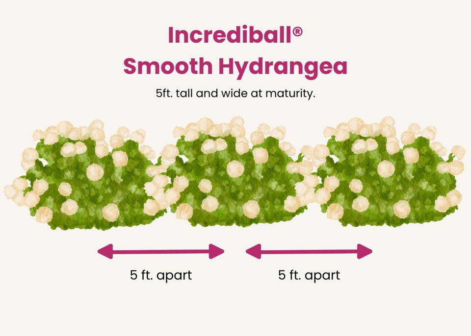 Infographic showing Incrediball smooth hydrangea plant spacing