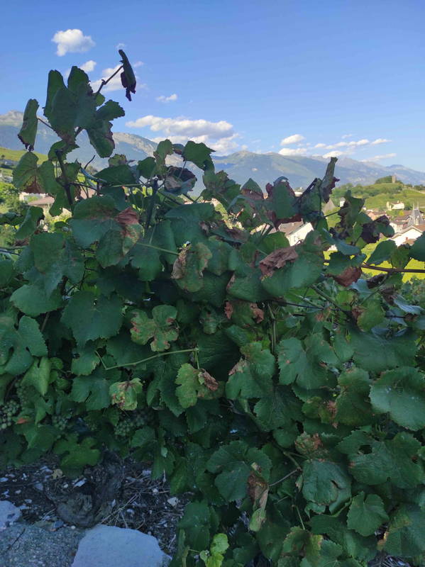 Le mildiou sur les feuilles de vigne