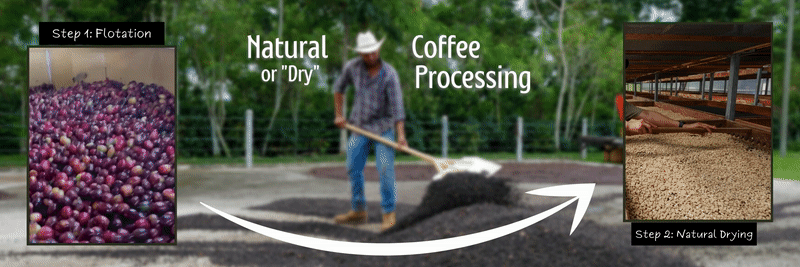 GIF Infographic of Natural Coffee Processing 