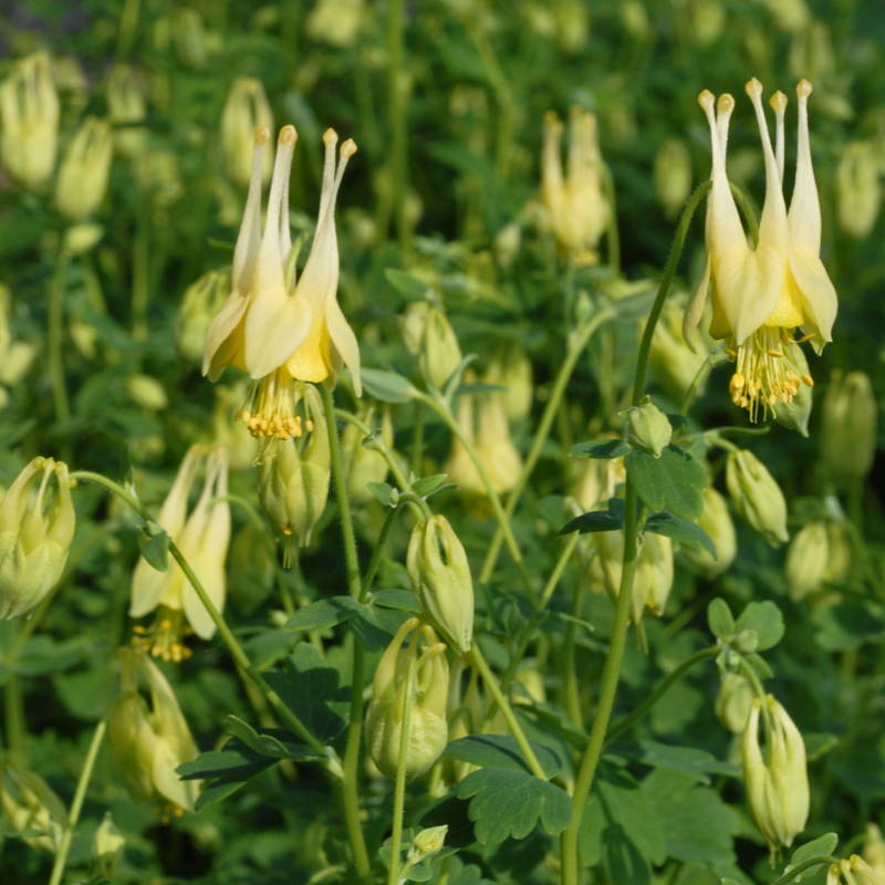 Bright yellow columbine blooms