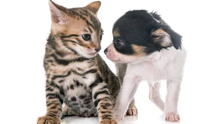 chihuahua and cat friends