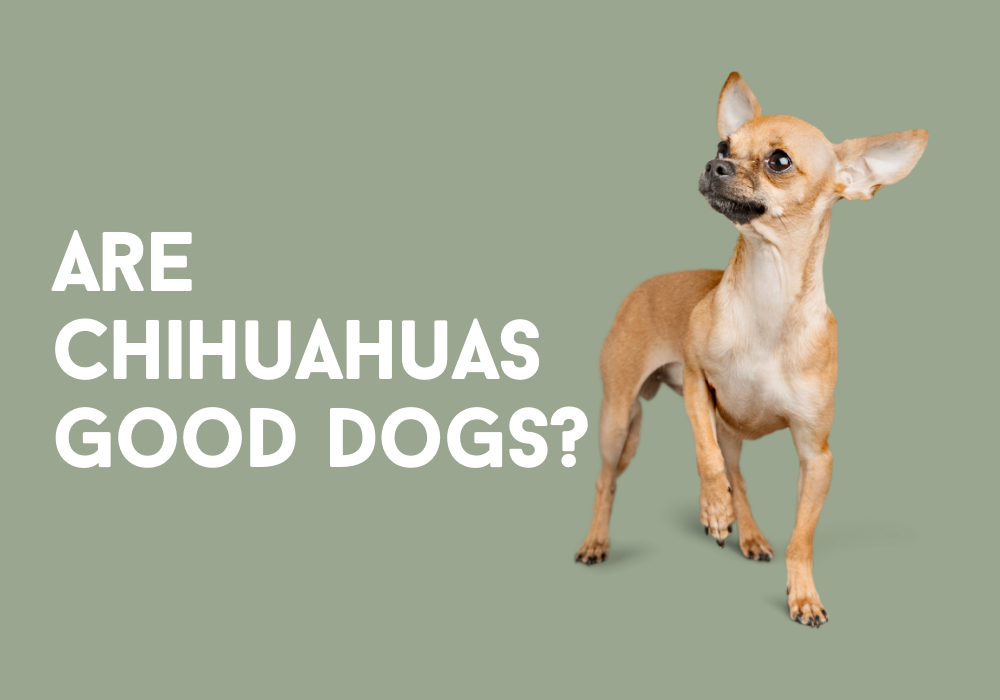 are chihuahuas good dogs