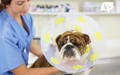 Bulldog wearing a cone due to swollen ear