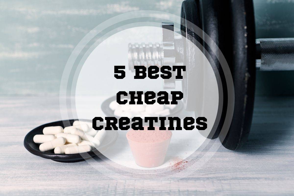 best cheap creatine best cheap creatine