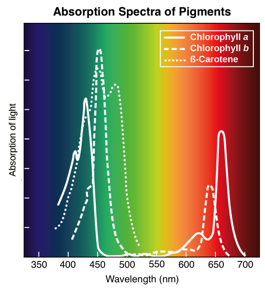Optimal absorption of light occurs at different wavelengths for different pigments. Image modified from [The light-dependent reactions of photosynthesis: Figure 4](http://cnx.org/contents/f829b3bd-472d-4885-a0a4-6fea3252e2b2@11/The-Light-Dependent-Reactions-), by OpenStax College, Biology ([CC BY 3.0](http://creativecommons.org/licenses/by/3.0/))