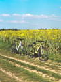 Vélos électriques ayant été transportés en voiture pour passer un week-end à la campagne.