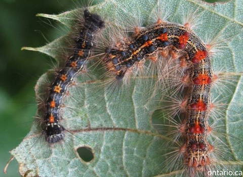 what_gypsy_moth_caterpillar_looks_like